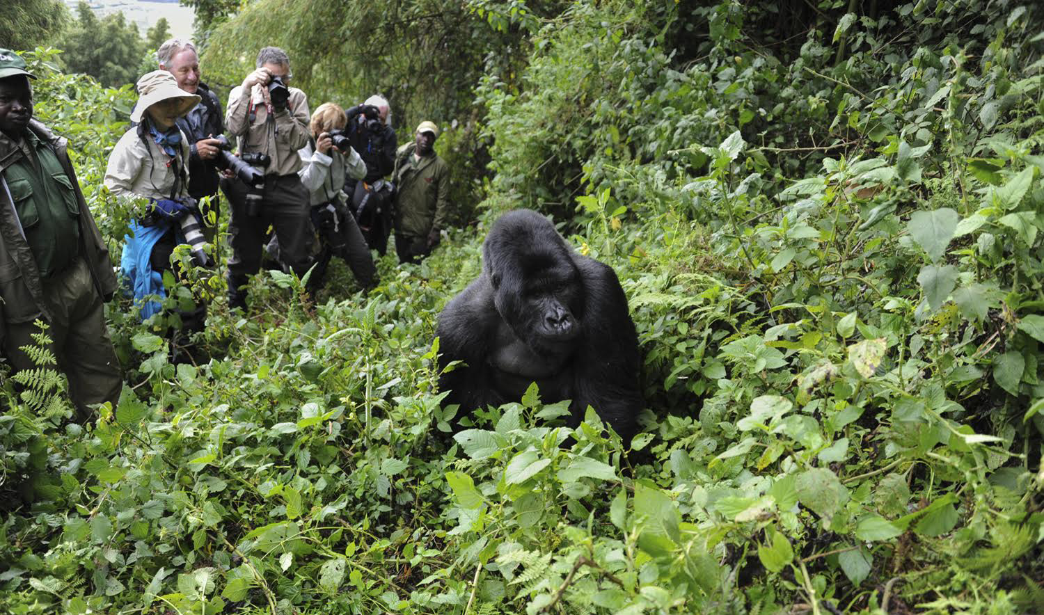 Mountain Gorilla
Gorilla gorilla beringei
Tourist group watching silverback
Parc National des Volcans, Rwanda
*Endangered species