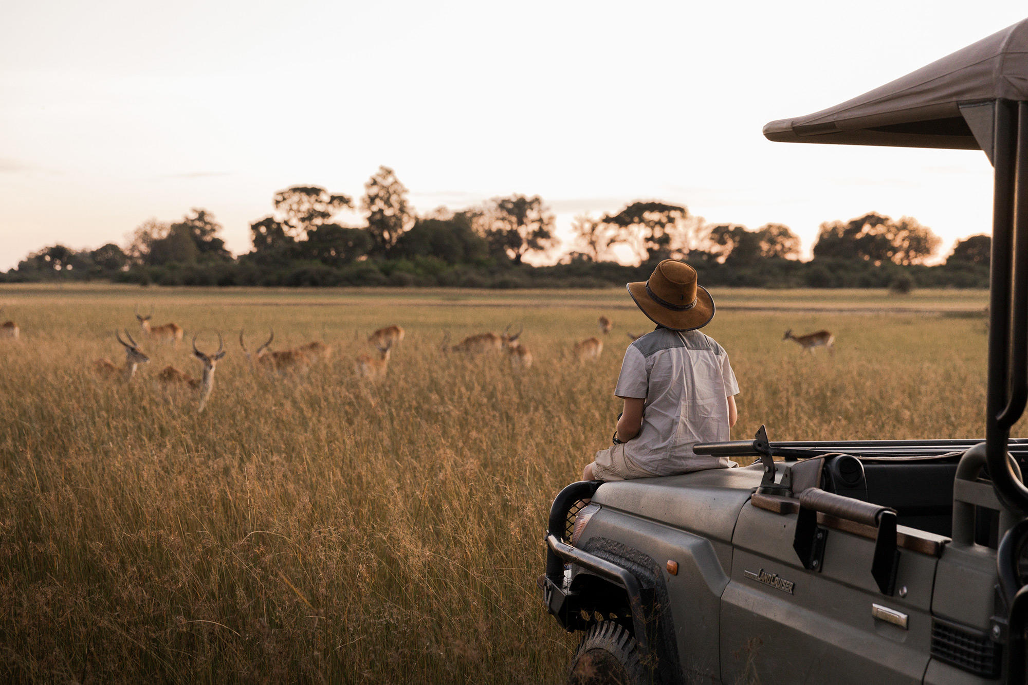 Child sitting on the hood of a safari vehicle watching a herd of impalas at sunset