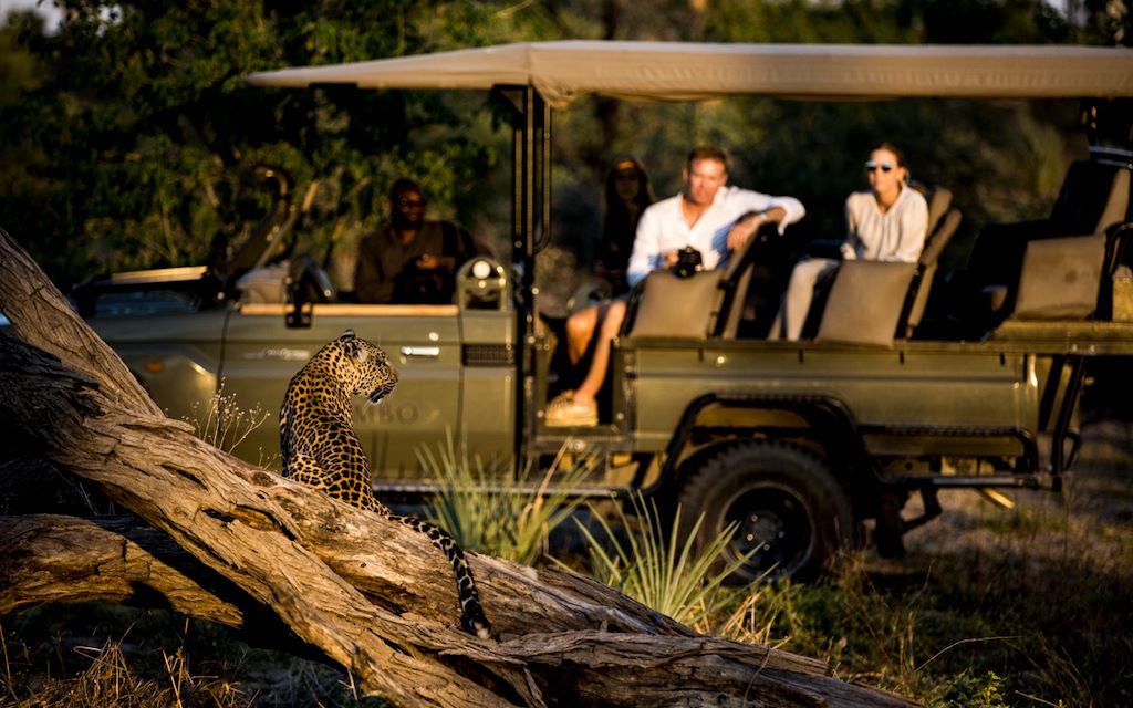 Leopard resting on a fallen log beside a safari vehicle at golden hour