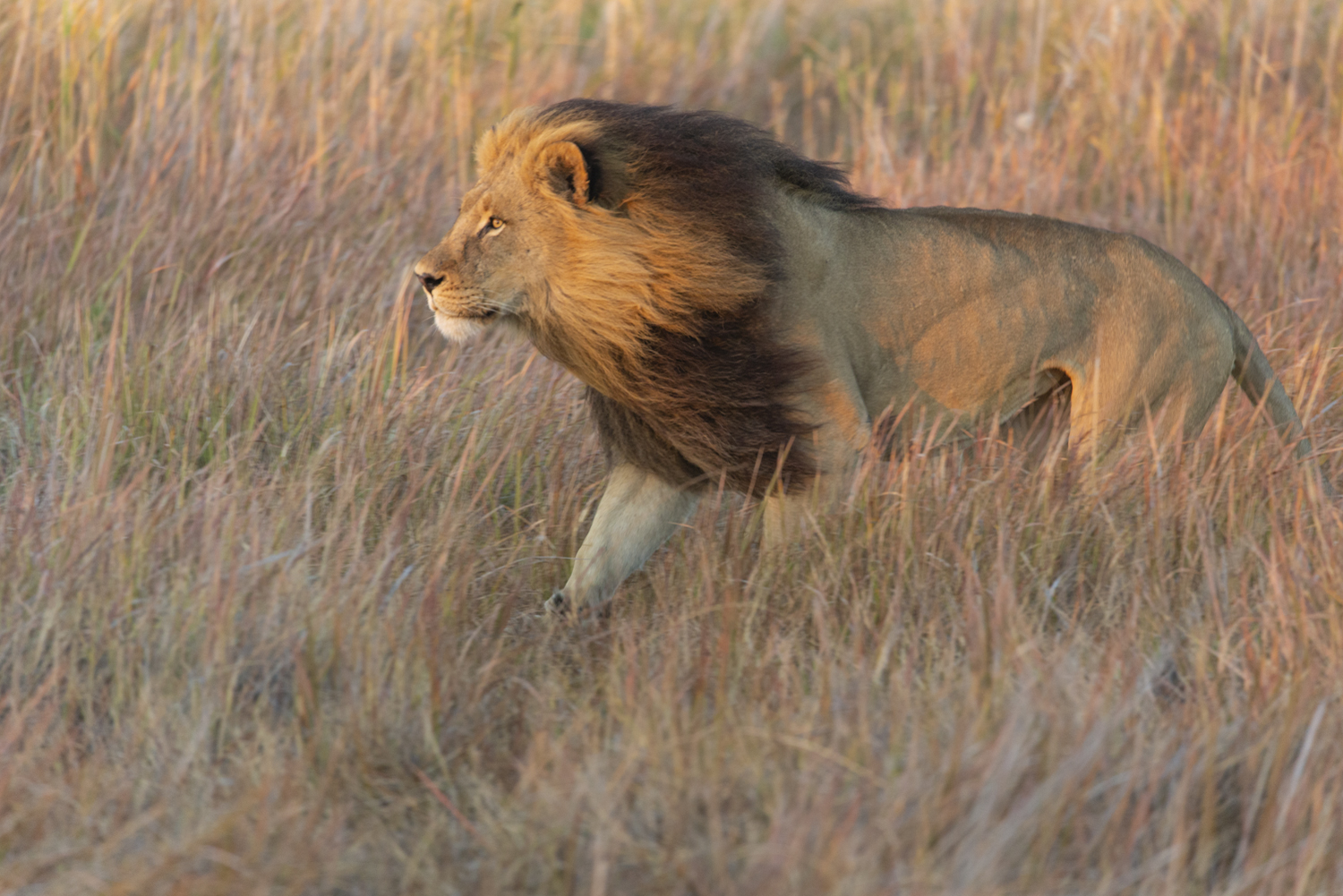 Male lion walking through tall golden grass at sunrise in the African bush