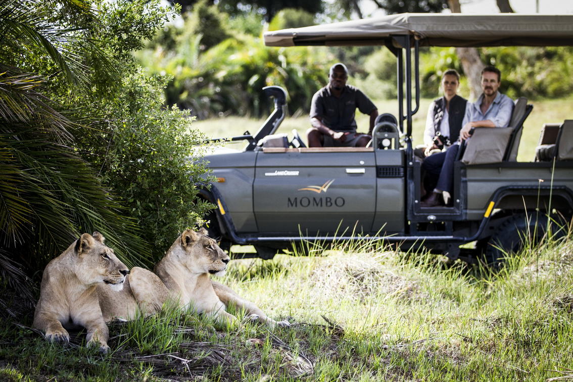 Two lionesses resting beside a safari vehicle on a game drive in Botswana