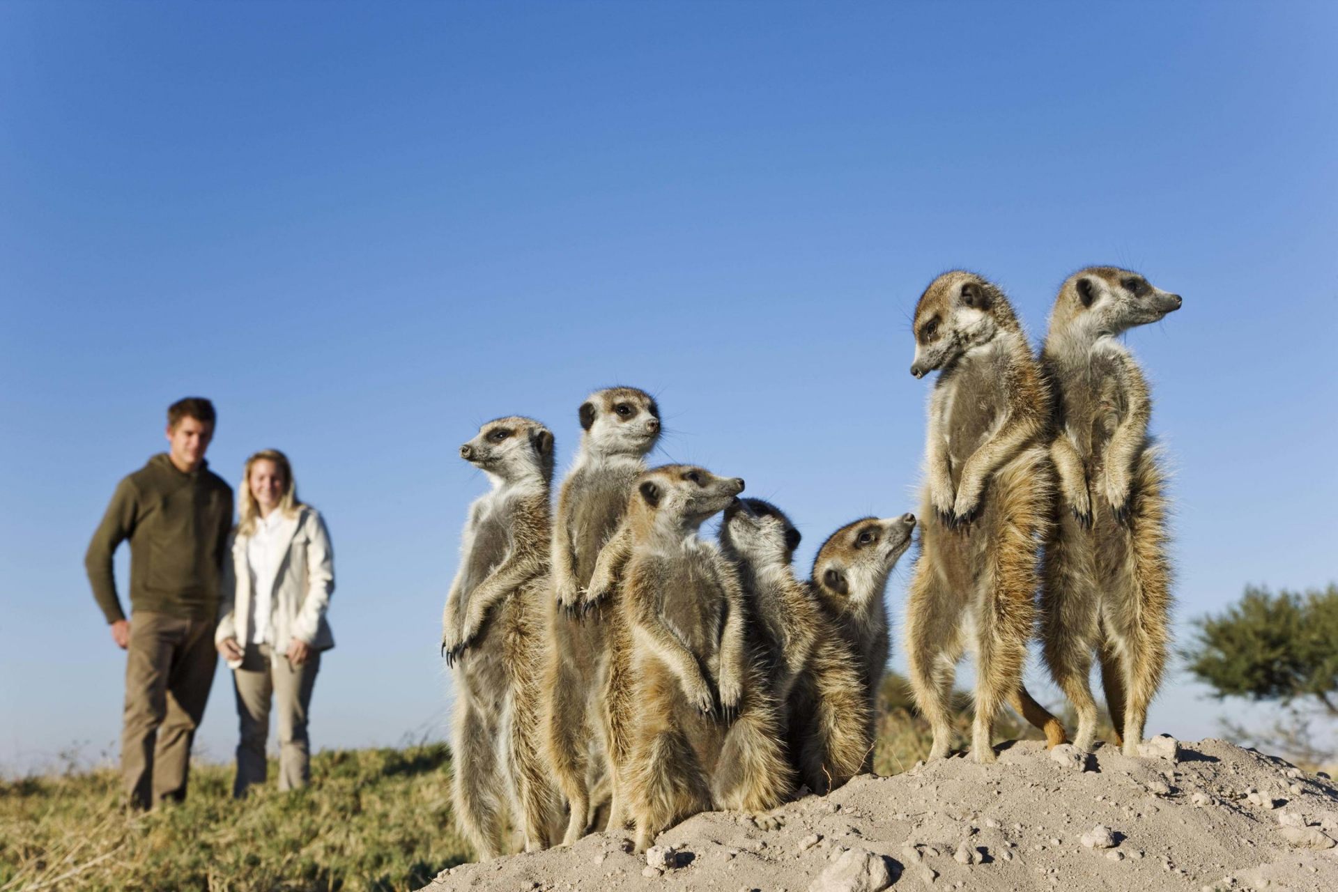 Couple watching a family of meerkats standing guard in the Kalahari Desert