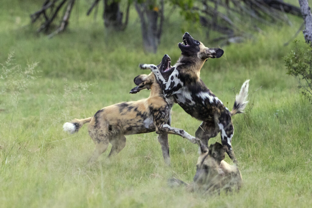 suzi-safari-african-wild-dogs-wildlife.jpg
