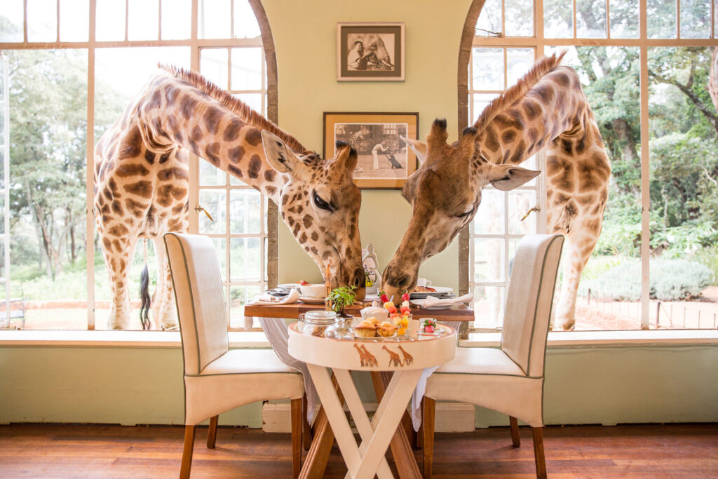 suzi-safari-giraffes-african-savanna.jpg