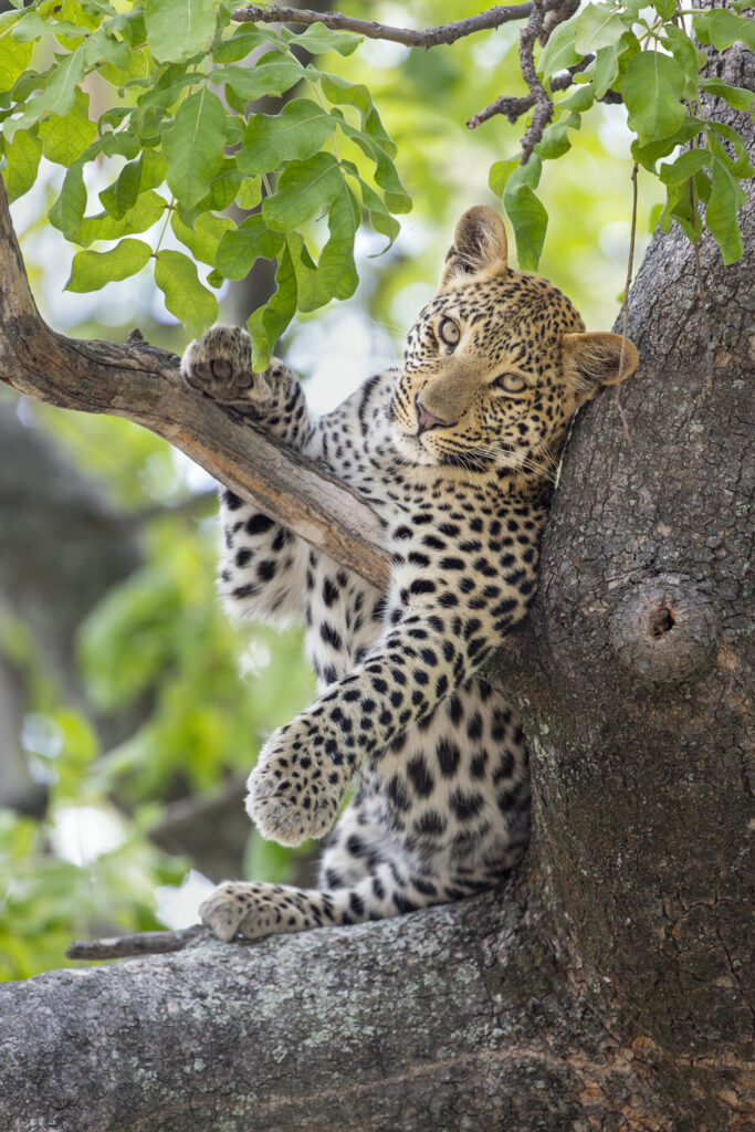 suzi-safari-leopard-resting-in-tree-africa.jpg
