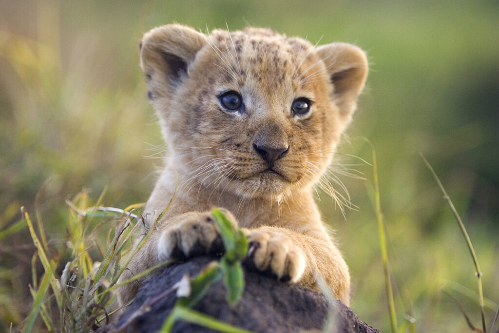 suzi-safari-lion-cub-wildlife-africa.jpg