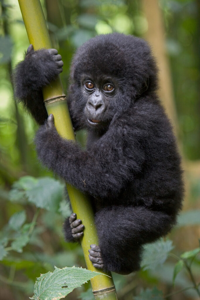 suzi-safari-mountain-gorilla-rwanda.jpg